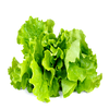 Blattsalat
