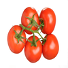Tomate